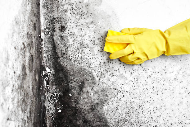 Best Black Mold Remediation in Seaside, CA