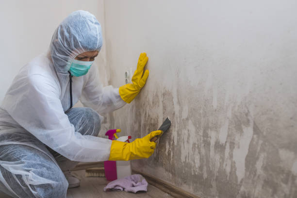 Best Mold Testing and Inspection Services in Seaside, CA