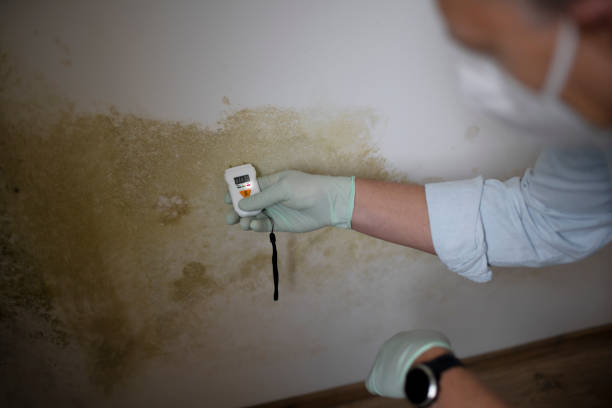 Best Attic Mold Remediation in Seaside, CA