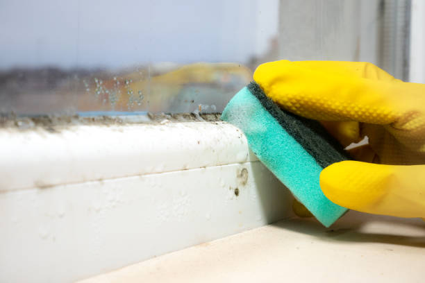 Best Industrial Mold Remediation in Seaside, CA