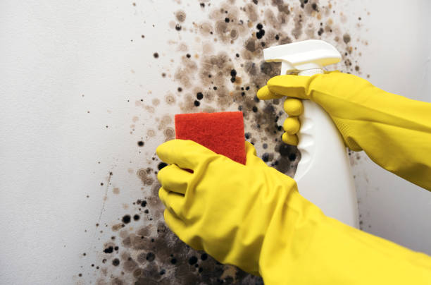 Best Post-Flood Mold Remediation in Seaside, CA